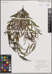 Foto von Salix eleagnos Scop.
